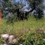 Hester's Grave
